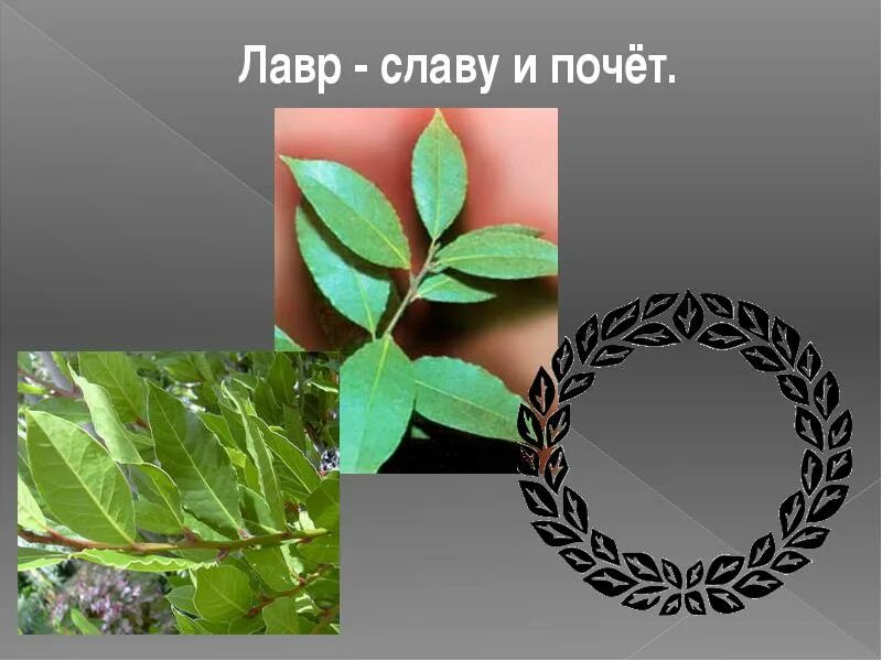 Оливковый венок в древней греции символ. Логотип оливковая ветвь. Оливковый венок. Венок эскиз. Лавровые венки.