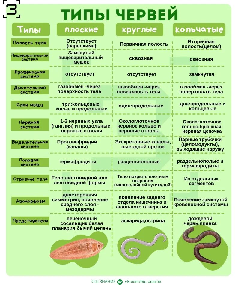 Огэ по биологии 9 класс 2024 подготовка. Таблица по червям ЕГЭ биология. Типы червей таблица. Сравнительная характеристика типов червей. Черви сравнительная таблица.