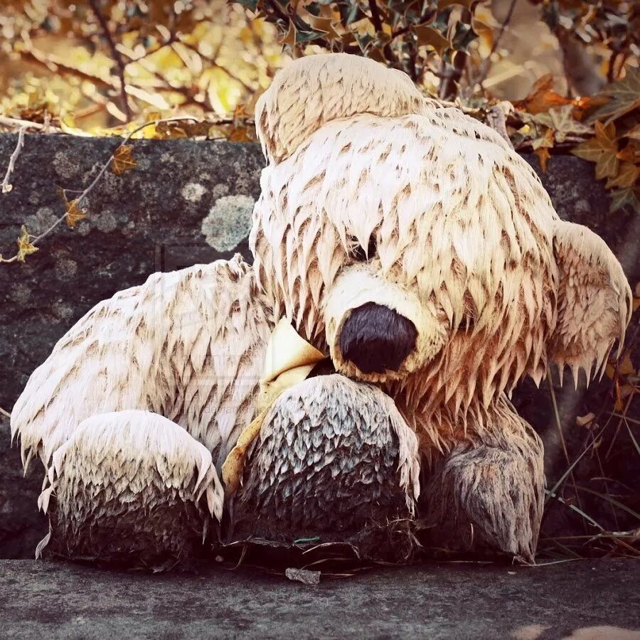 Медведь кидал. Одинокий медведь. Брошенный Медвежонок. Грустный медведь. Медведь под дождем.