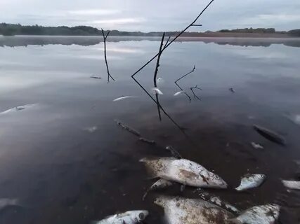 Филейский затон