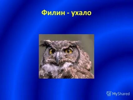 Филин ухает
