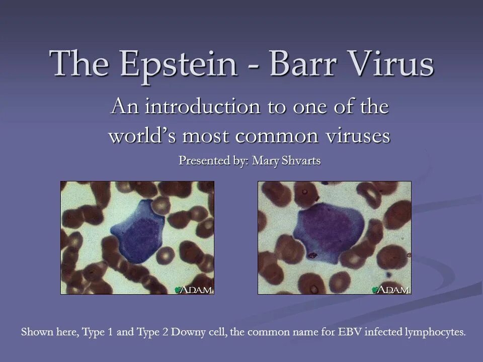 Строение вируса Эпштейна-Барр. Epstein barr virus положительный