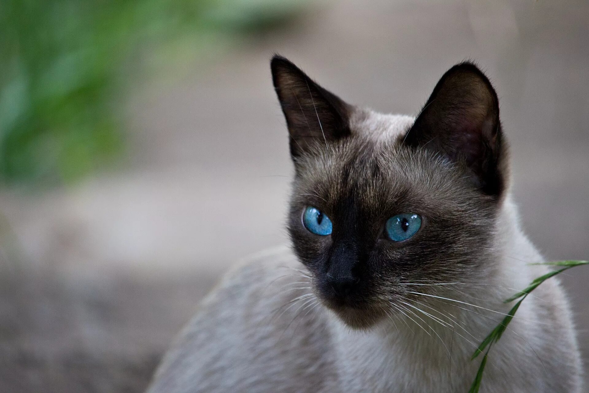 Сиамская кошка. Сиамская и тайская. Кот сиамской породы. Порода кошек Охос азулес. Dark pets