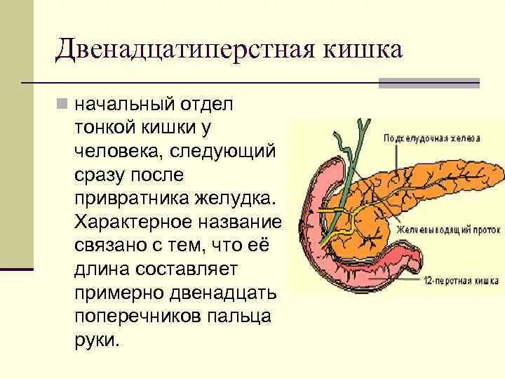 Двенадцатиперстная кишка биология 8 класс. Строение 12 перстной кишки. Отделы 12перстной кишки человека. Двенадцатиперстная кишка отделы анатомия. Строение 12 перстной кишки человека.