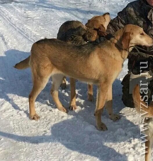 Гончие собаки в саратовской. Русский охотничий спаниель породы охотничьих собак. Гончие собаки в саратовской. Русско пегая гончая. Гончие собаки в саратовской.