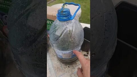 Как укоренить черенки голубики