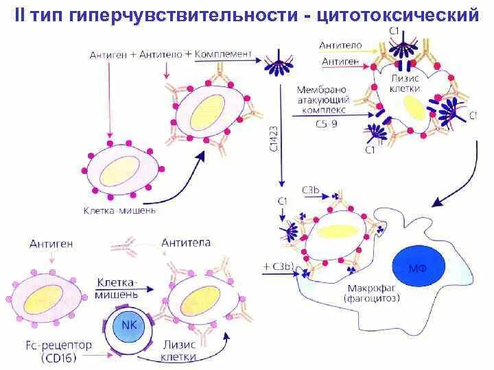 Цитотоксический иммунный ответ. Схема реакции гиперчувствительности 2 типа. Второй Тип аллергической реакции иммунологическая стадия. Схема аллергической реакции 2 типа. Схема аллергической реакции 2 типа иммунология.