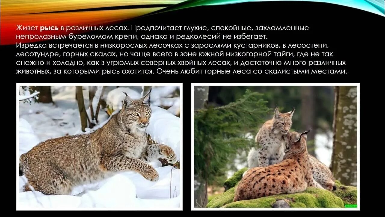 Беловежская пуща рысь. Рысь картинка и описание. Рысь водится в лесной зоне. Рысь доклад 2 класс. Рысь водится в лесной зоне.