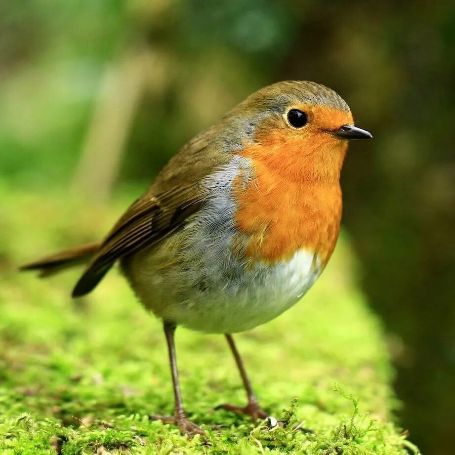 National bird. Птицы в Македонии. National Birds. Птицы Азербайджана. National Bird of uk.