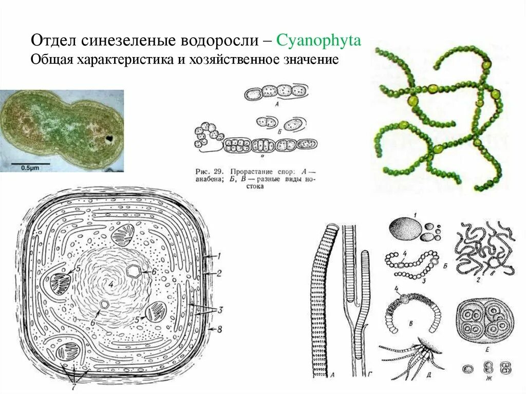 Царство бактерий водоросли. Прокариотические цианобактерии. Синезеленые водоросли цианобактерии. Отдел цианобактерии сине-зеленые водоросли. Цианобактерии сине-зеленые водоросли рисунок.