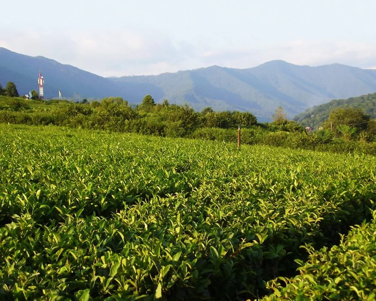 В россии растет чай. Чайные плантации Мацеста чай. Мацеста чайные плантации. Чайные плантации Сочи Мацеста. Большой Кичмай чайная плантация.