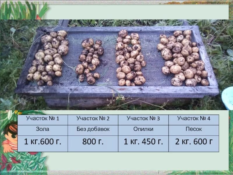 В какие дни апреля можно сажать картошку. Схема выращивания картофеля. Способы посадки картофеля. Технология посадки картошки. Посадка картофеля на дачном участке.