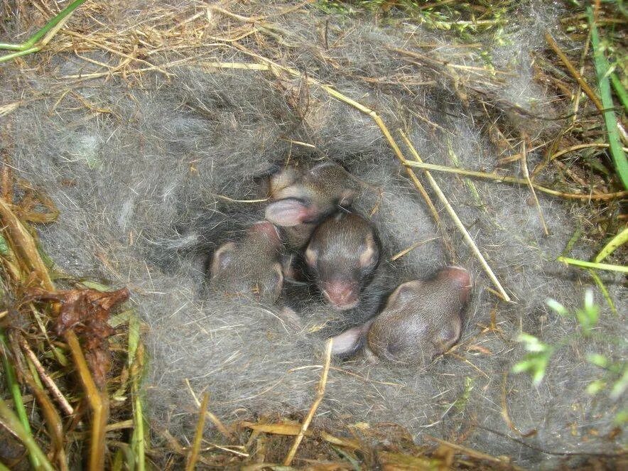 Гнездо крольчихи после окрола. Новорождённые крольчата в гнезде. Новорожденные Зайчата в гнезде. Новорожденные крольчата в гнезде.