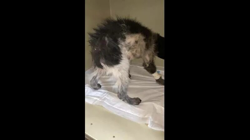 Понос у кошки. У кота понос что делать в домашних. Расстройство желудка у кошек. Расстройство желудка у кота. Понос у кошки.