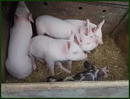 маленькие поросята фото в сарае. поросята ландрас фото. смесь поросят сибирская белая и ландрас. сарай для поросят фото. маленькие поросята в сарае.