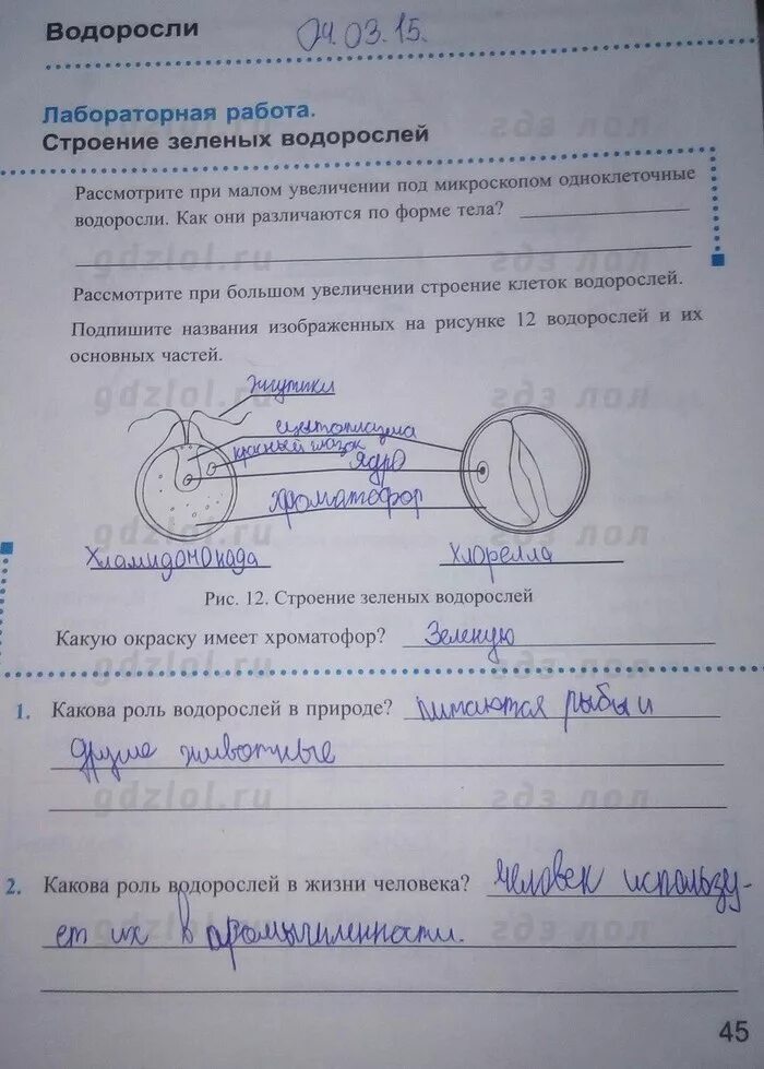 Страница 42-43 ГДЗ рабочая тетрадь по биологии 5 класс Сонин