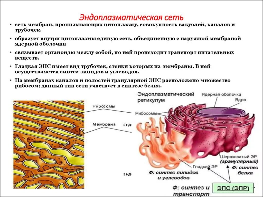 Мембраны эндоплазматической сети. Строение клетки гладкая эндоплазматическая сеть. Гладкая и гранулярная эндоплазматическая сеть строение и функции. Мембраны эндоплазматической сети строение и функции. Эпс строение и функции