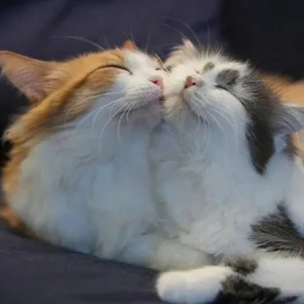 Кошка моя любовь. Парные котики. Два котика в обнимку. Нежные котята. Кошка моя любовь.