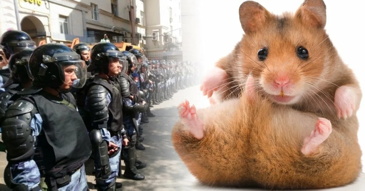Хомяк время футбола. Про хомяка слайд. Хомяк время футбола. Хомяк время футбола. Хомяк в живом уголке.
