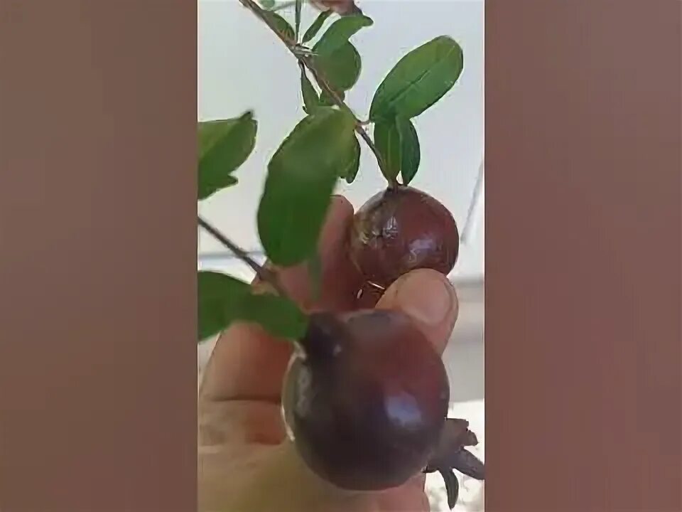 Гранатовый 8