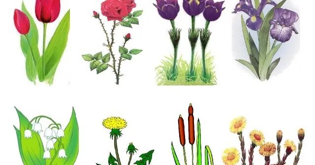 Весенние первоцветы для детей. Весенный цветы для детей. Весенние цветы. Первоцветы подснежники. Название весенних цветов.