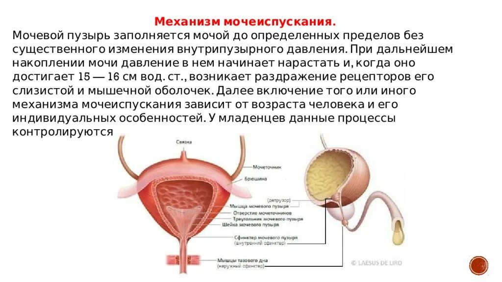 Как происходит мочеиспускание. Механизм опорожнения мочевого пузыря. мочевыделительная система мочевой пузырь. 1) физиология мочевого пузыря. мочеиспускание физиология.