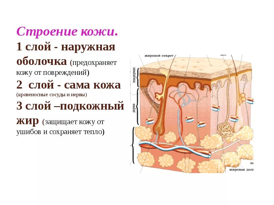 Тест кожа строение и функции 8 класс. Слои кожи человека 3 класс 3 слоя. Кожа человека 3 класс окружающий мир. Слои кожи человека 3 класс. Строение кожи 3 класс.