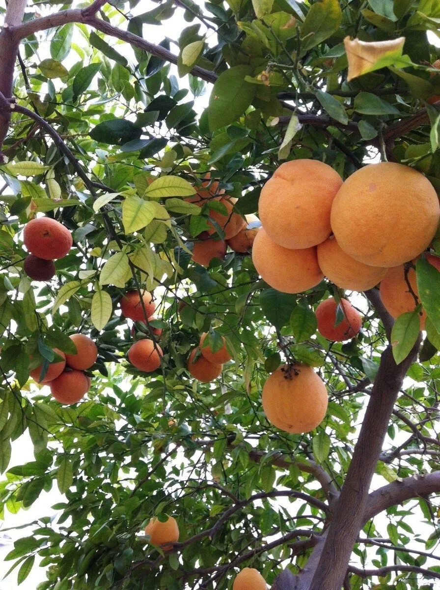 Плоды фруктового дерева. Дерево помело с плодами. Грейпфрутовое дерево. Свити фрукт дерево.