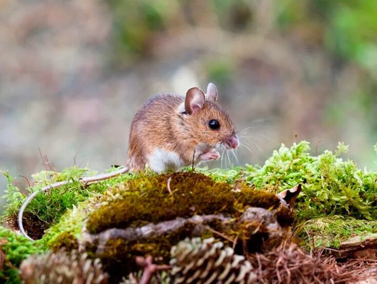 Баргузинский заповедник Лесная мышь. Мышь Лесная полевка. Лесная мышь (Apodemus sylvaticus). Полевая мышь Apodemus agrarius. Лесная мышь животное
