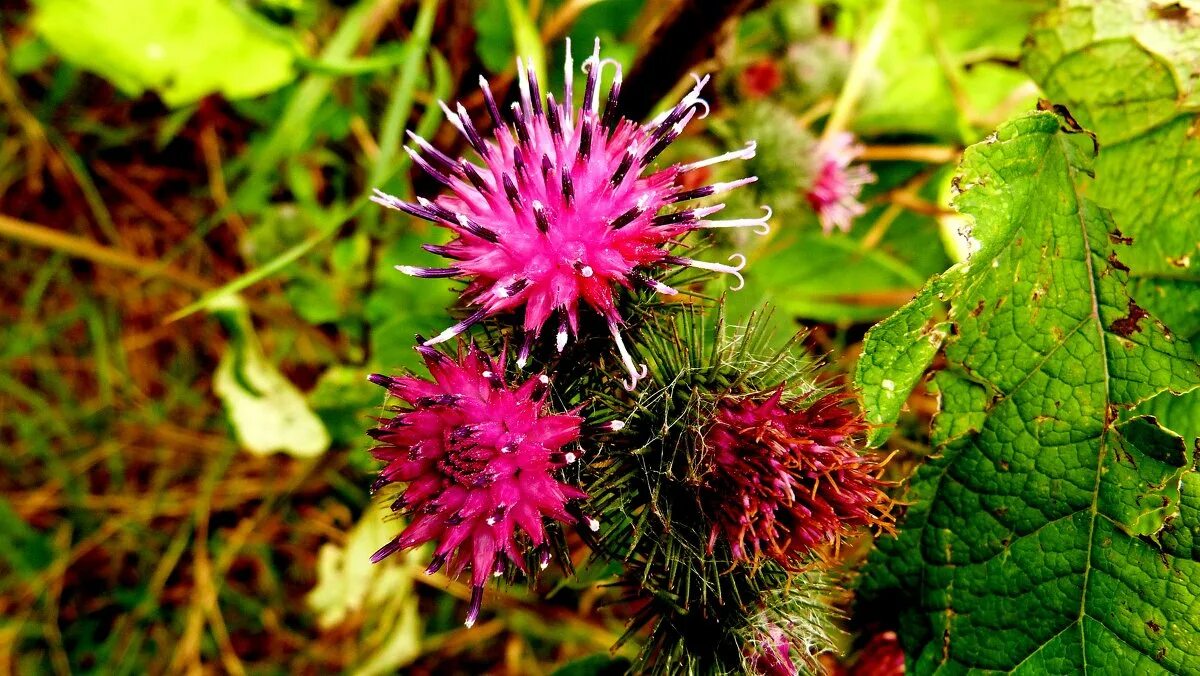 желтый репейник