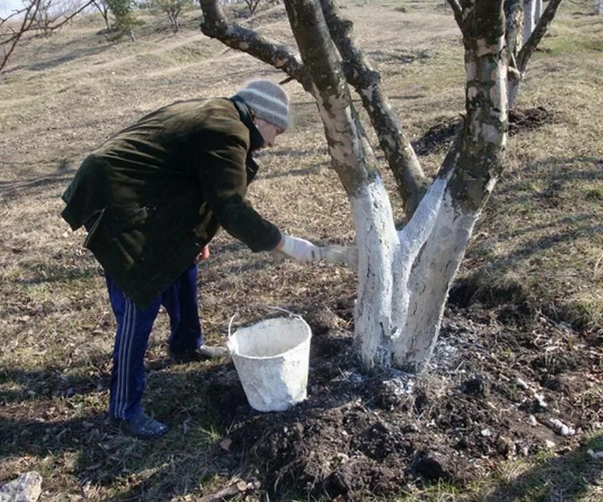 Уход за яблонями после. Весенняя побелка плодовых деревьев. Белить яблоню. Побелка деревьев осенью. Побелка деревьев на даче.