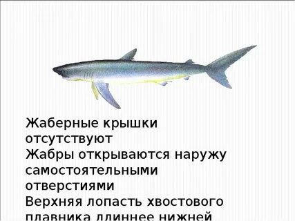 Жаберные крышки у костных