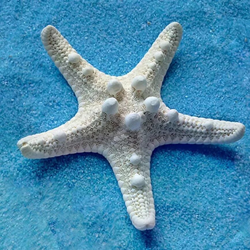 Морская звезда. Морская звезда сувенир. Морская Звездочка. Морская звезда сухая.