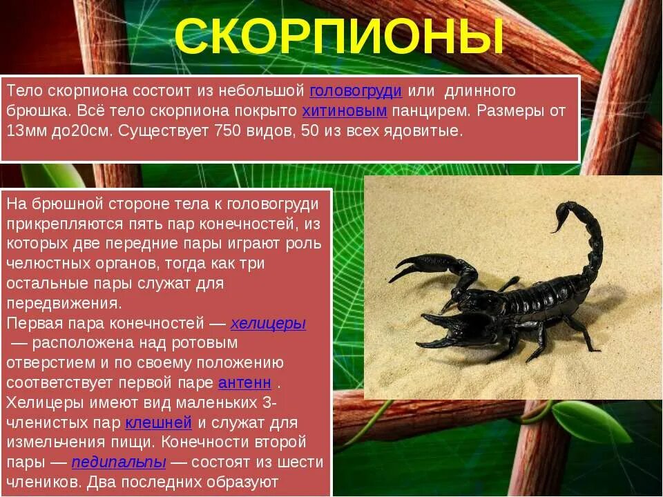 Какой тип развития характерен для скорпиона. Информация о скорпионах. Особенности строения скорпионов. Сообщение о Скорпионе. Характеристика организма скорпиона.