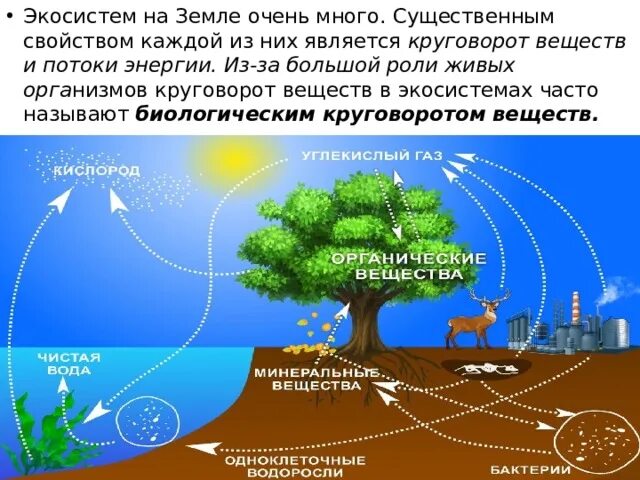 Круговорот веществ в экосистеме. Круговорот веществ и поток энергии в экосистеме. Круговорот веществ и поток энергии в биосфере. Круговорот веществ и потоки энергии в агроэкосистемах.