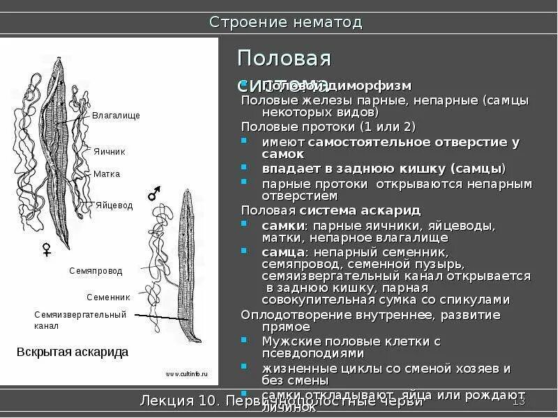 Круглые черви нематоды строение. Половая система нематод. Половая система самок нематод. Половая система аскариды.