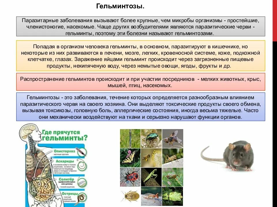 Основные паразитарные заболевания. Болезни, возбудителями которых являются паразитические черви:. Гельминтозы инфекционные болезни гельминты. Гельминтозы болезни вызываемые паразитическими червями. Инфекционные болезни гельминтозы, передаваемые водным путем.