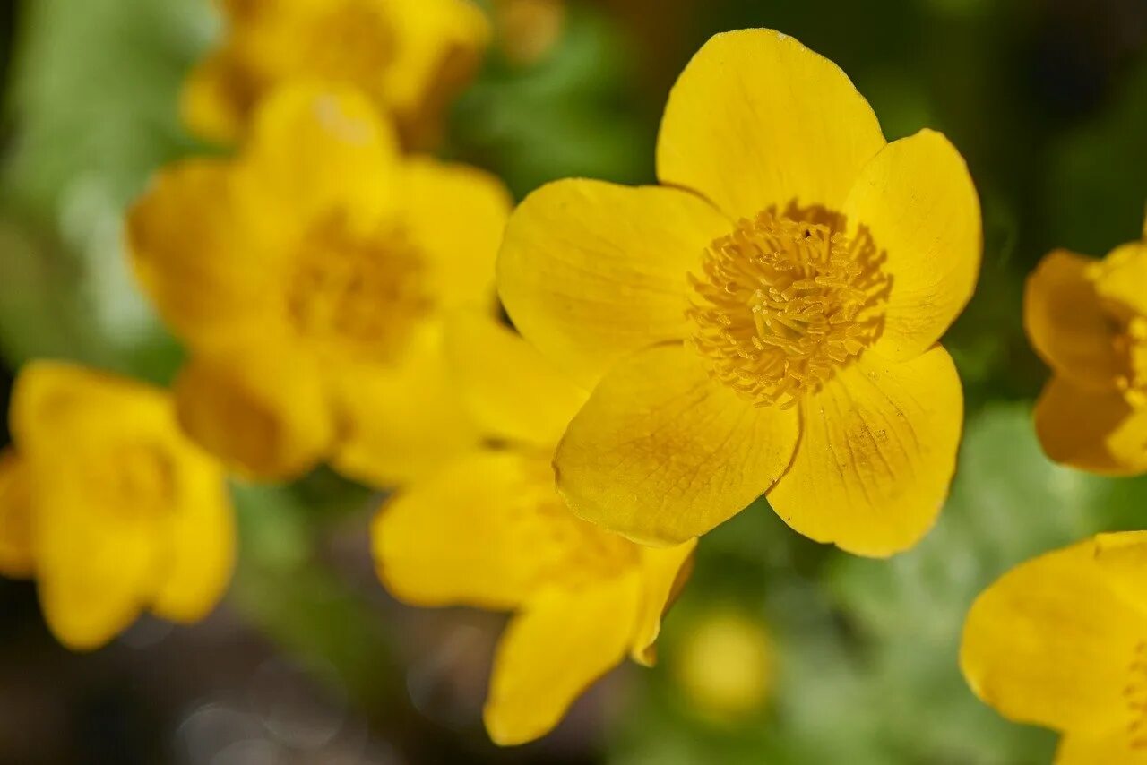 Калужница Болотная Bright Yellow. Подладанник жёлтый. Маточник цветок оранжевый. Пятилистный желтый цветок.