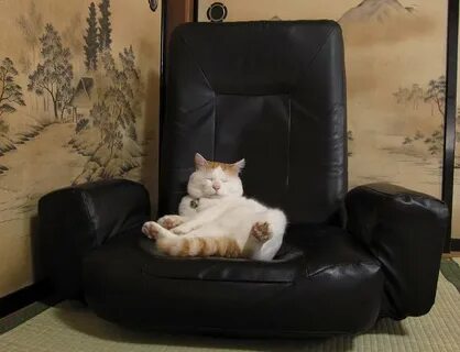 Cat chair