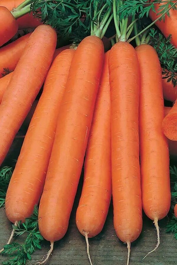 Сорта моркови урожайность. Сорт моркови Нантская. Морковь Нантская семена. Морковь Нантская 4. Сорт моркови Нантская 4.