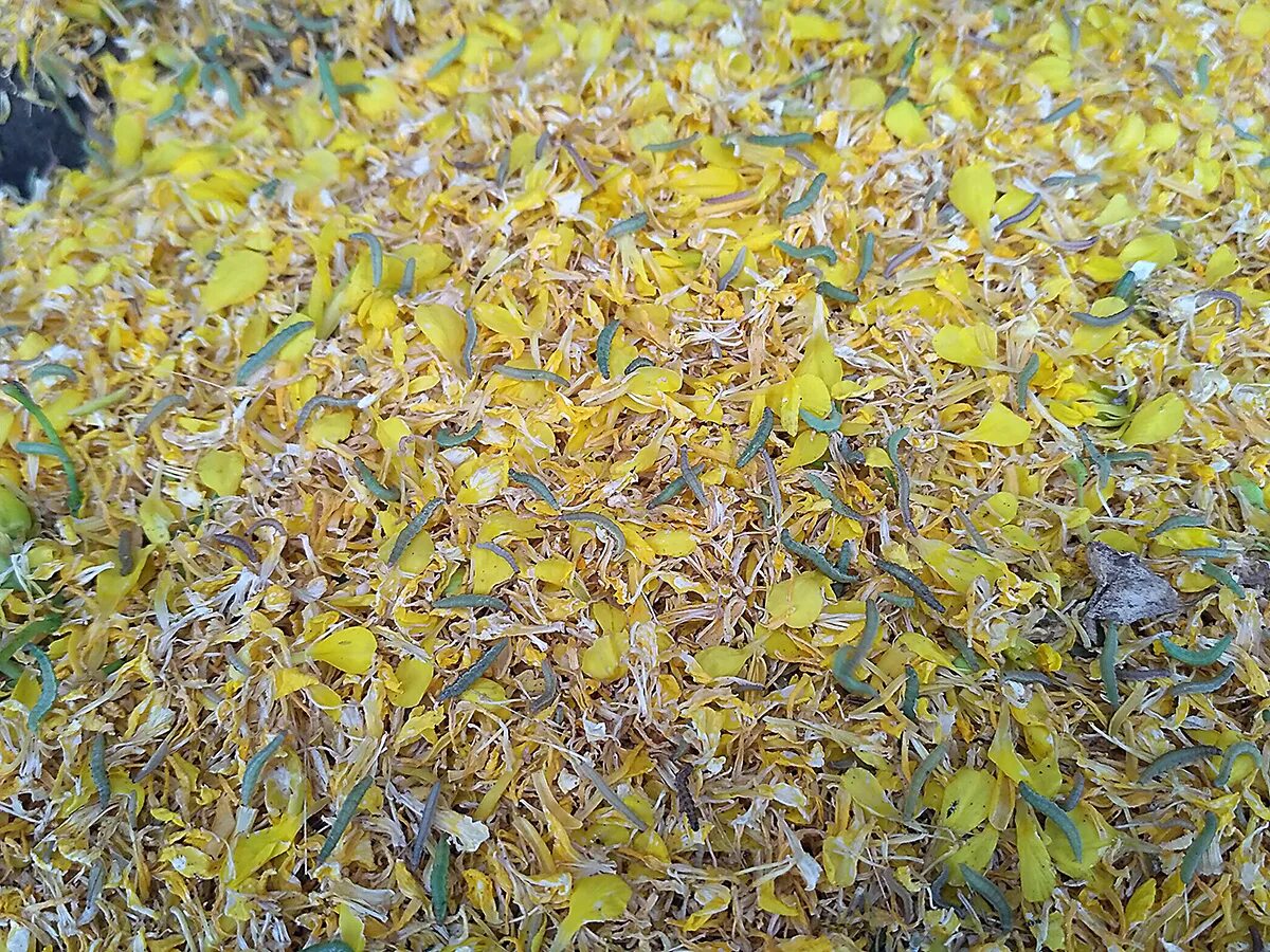 Грунт открытый москва. Сухие листья. Листья золотые. Сухие листья Салала. Скандинавские золотые листья.