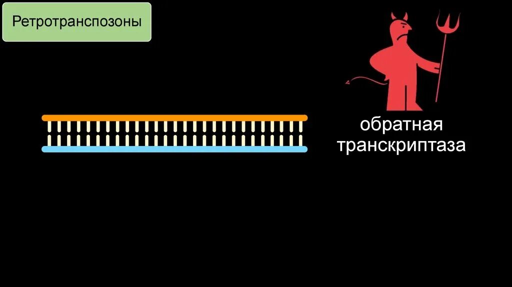 Транскриптаза катализирует. Обратная транскриптаза rnascribe RT набор. Принцип работы ревертазы. Обратная транскриптаза