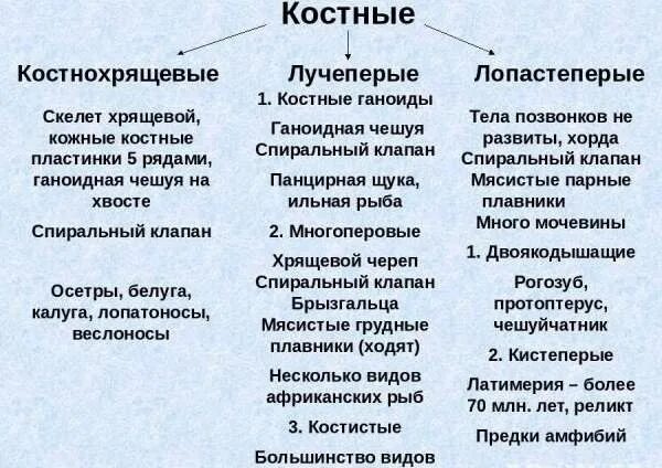Отряды костных рыб таблица 7 класс по биологии. Отряд сельдеобразные лососеобразные. Таблица особенности строения рыб. Биология 7 кл рыбы таблица. Основные отряды костных рыб таблица.