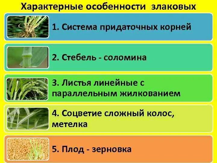 Каково строение стебля злаковых. Характерные особенности злаковых. стебель злаковых соломина. особенности строения стебля злаковых. особенности строения стебля семейства злаковых.