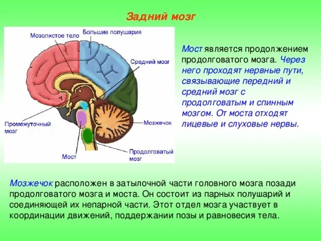 В мозжечке находится центр