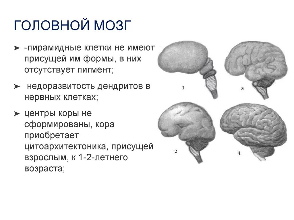 Головного мозга на ранних. Строение головного мозга для детей. Возрастные изменения головного мозга. Кора головного мозга для детей. Особенности головного мозга у детей.