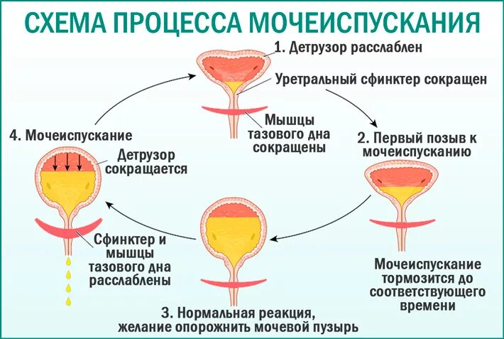 Сильные боли в мочевом. Процесс мочеиспускания. Мочеиспускание схема. Схема процесса мочевыделения. Испускание мочи – это процесс…….