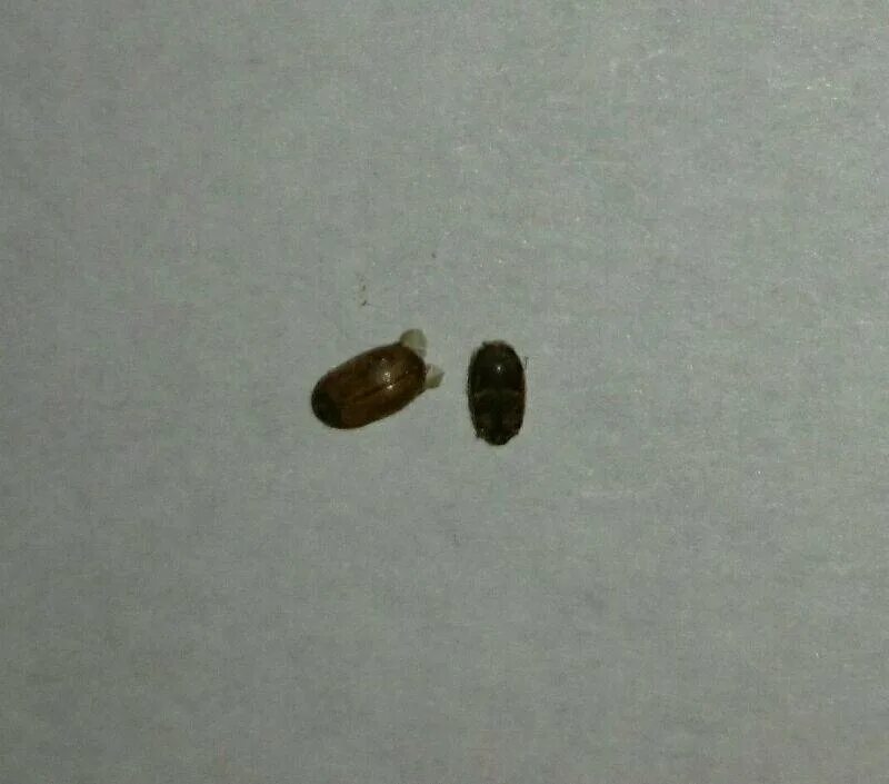 точильщик жук мучной жук. коричневой черные жучки. коричневой черные жучки. жук хрущевик черный малый. маленький коричневый жук.