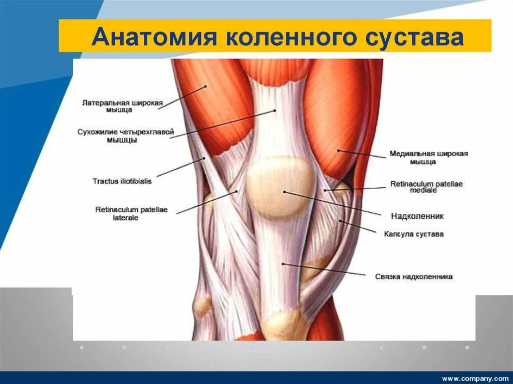 Внутри коленный сустав