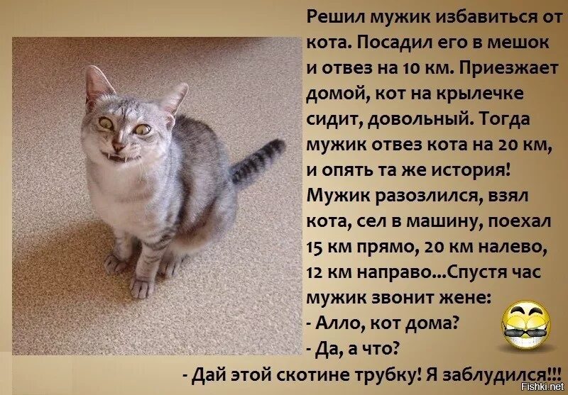 Анекдот про кота и мужика. Анекдот про кота который возвращался. Анекдот про кошку которая возвращалась домой. Анекдот про кота я заблудился. Хочу мужчину рассказ